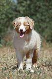 BERGER AUSTRALIEN PUPPIES 278